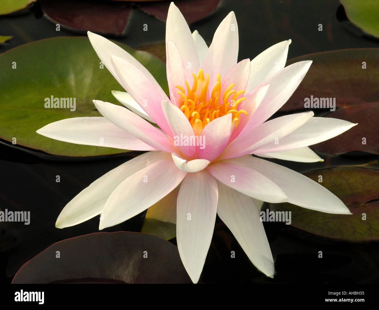 White water lily con centro rosa Nymphea "Fire crest' Foto Stock