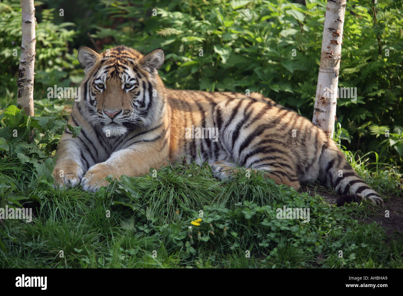 Tiger seduto in erba - Panthera tigris Foto Stock