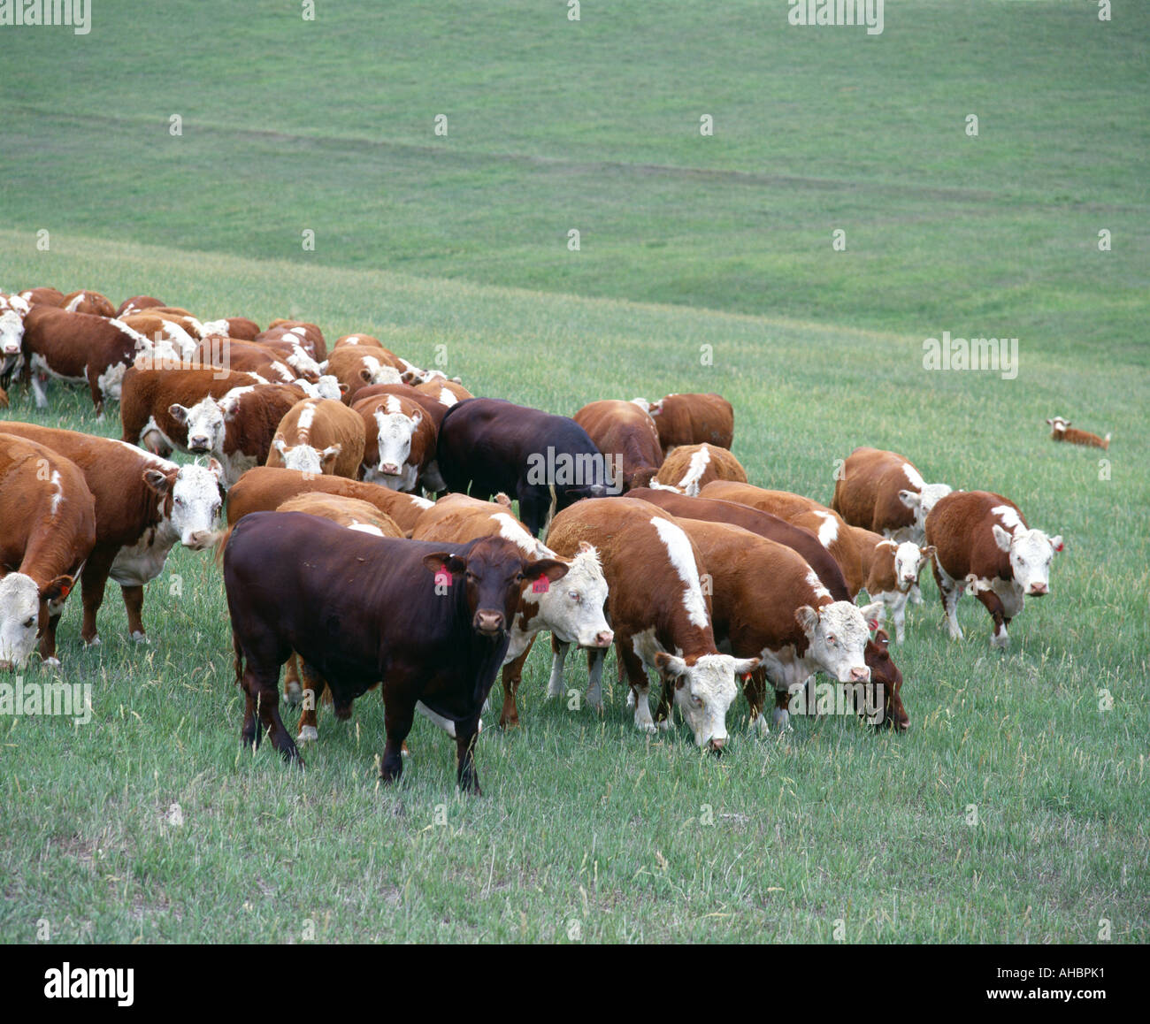 HEREFORD vacche con tori di MAGNUM E MAGNUM HEREFORD CROSS VITELLI NEBRASKA Foto Stock