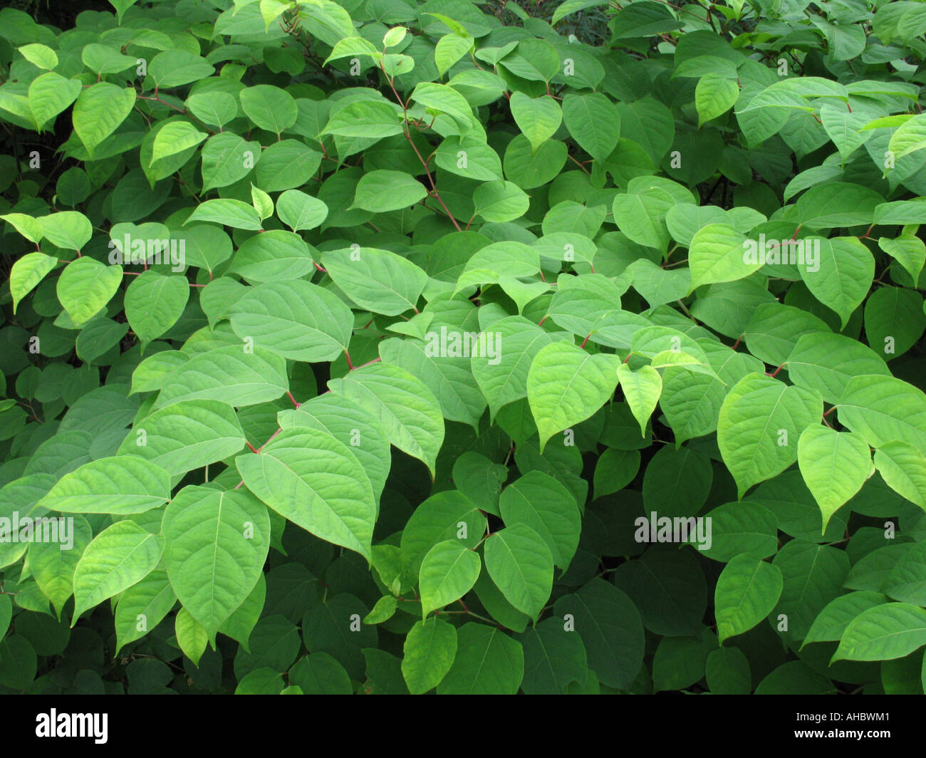 Le foglie della invasiva knotweed giapponese (Fallopia japonica), Scotland, Regno Unito. Foto Stock