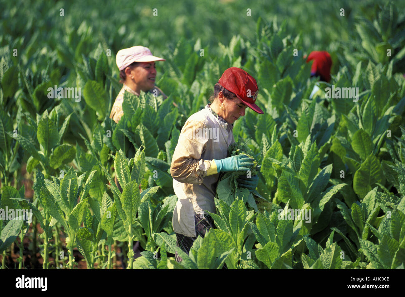 Raccoglitrici di tabacco Galatina Lecce Puglia Italia Foto Stock