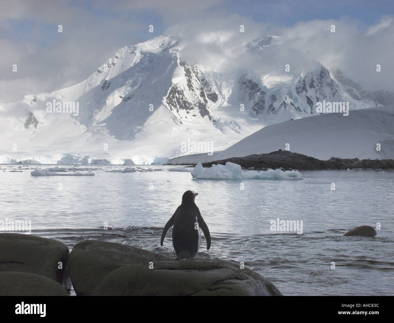 Un pinguino Gentoo guarda tutta l'acqua a montagne coperte di neve da The Rookery situato sul punto Jougla a Port Lockroy Foto Stock