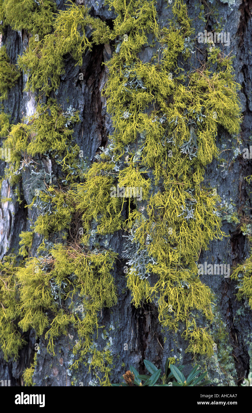 Letharia Vulpina Lichen Italia del Nord Italia Foto Stock