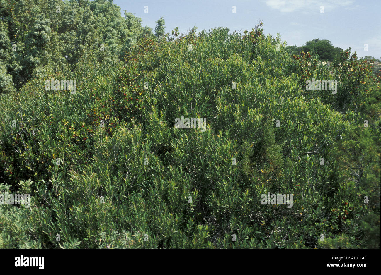 Rhamnus alaternus Italia Foto Stock