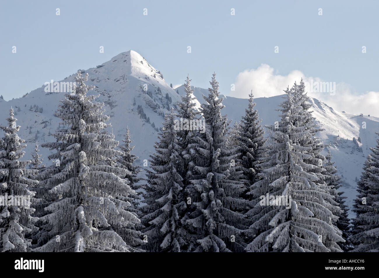 Alberi di pino e le montagne in inverno Foto Stock