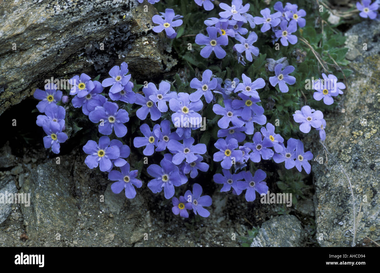 Eritrichium Nanum Alpi Italia Foto Stock
