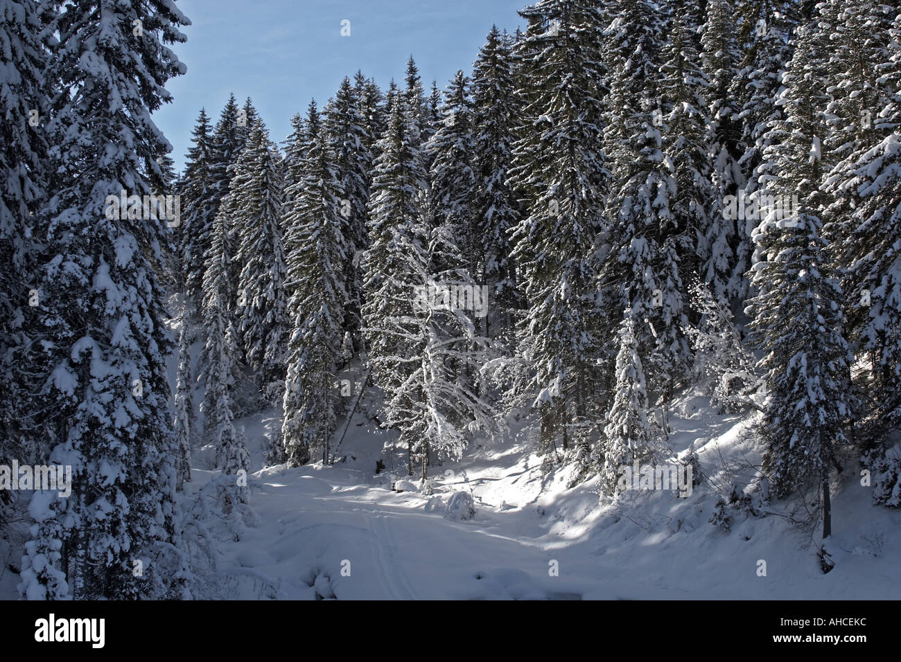 Coutalays attraverso piste innevate pinete in sport invernali ski area resort di Morzine Haute Savoie sulle alpi francesi Francia Foto Stock