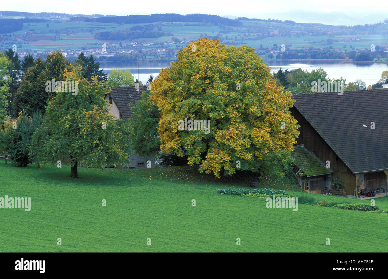 Aesculus Hippocastanum Italia Foto Stock