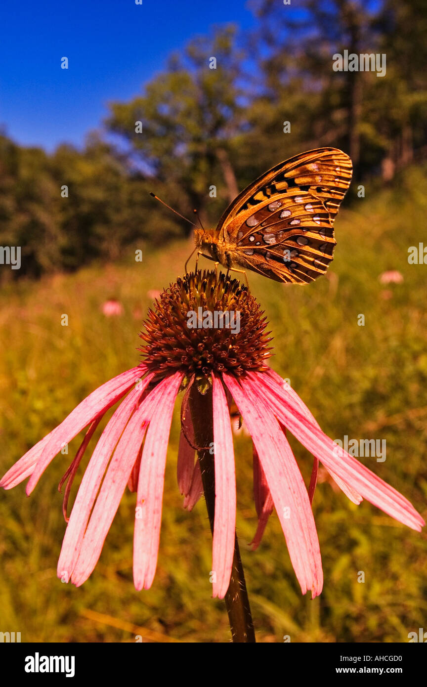 Grande Lamas Fritillary Butterfly Speyeria Cibele sul viola chiaro Coneflower Echinacea pallida Foto Stock