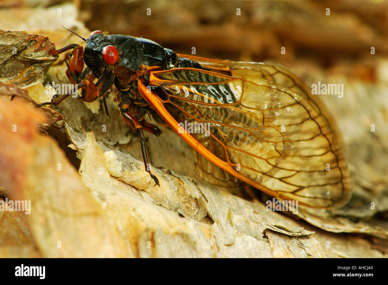 17 periodico Anno cicala Magicicada spp Foto Stock