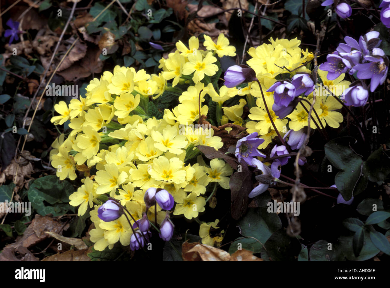 Primula Vulgaris e Anemone Hepatica Italia del Nord Italia Foto Stock