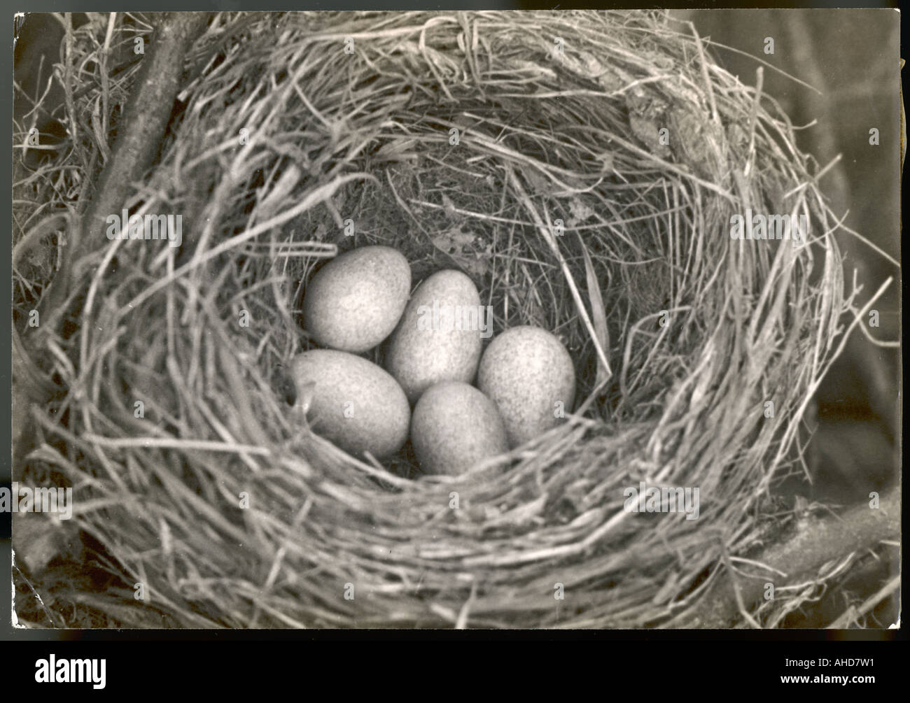 Blackbird uova nel nido Foto Stock