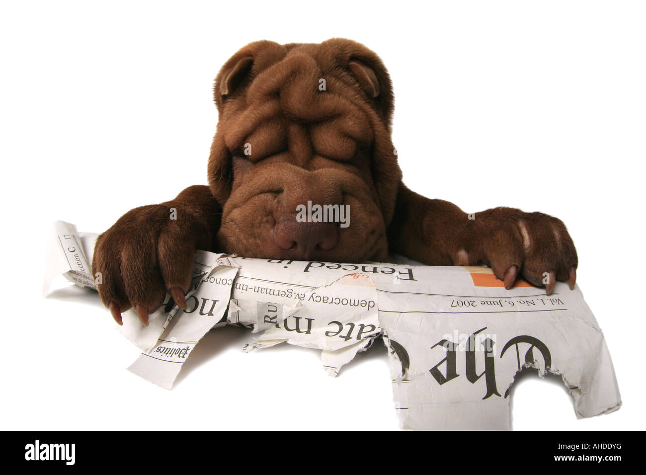 Shar Pei, Cinese Shar-Pei (Canis lupus f. familiaris), masticare un giornale Foto Stock