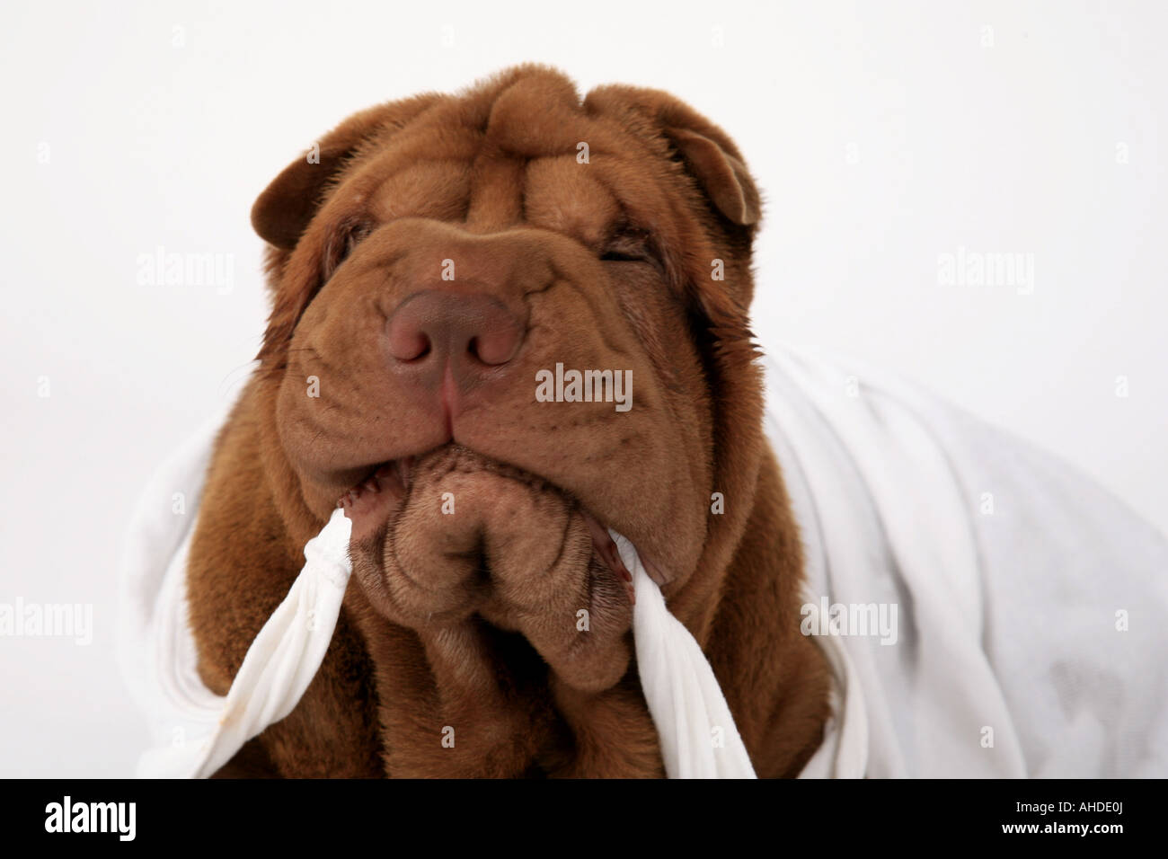 Shar Pei, Cinese Shar-Pei (Canis lupus f. familiaris), ritratto Foto Stock