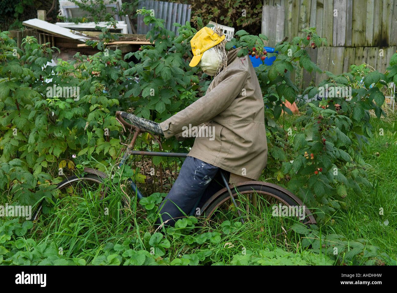 Lo Spaventapasseri equitazione sulla bicicletta nel riparto urbana, Norfolk, Inghilterra Foto Stock