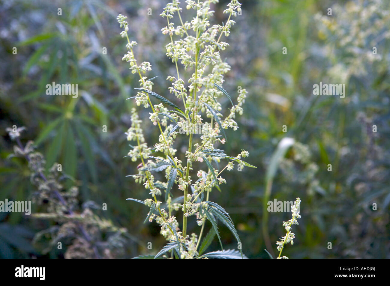 Wild Marijuana Altai Russia Foto Stock