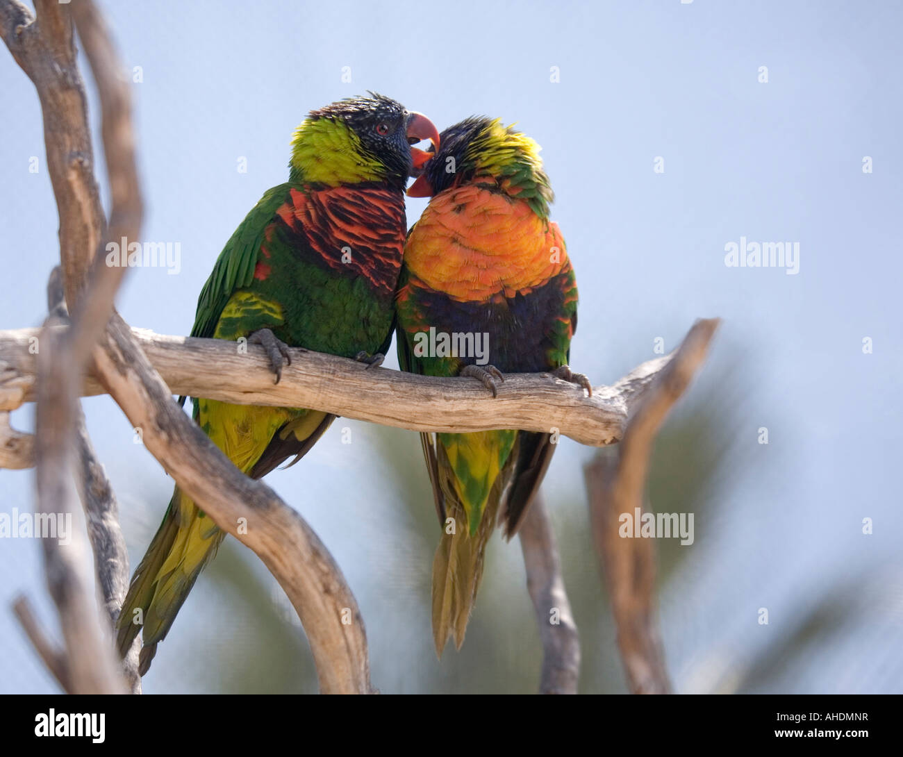 Due Rainbow parrocchetti sedersi insieme su un ramo in una soleggiata voliera, nuzzling ogni altro. Foto Stock