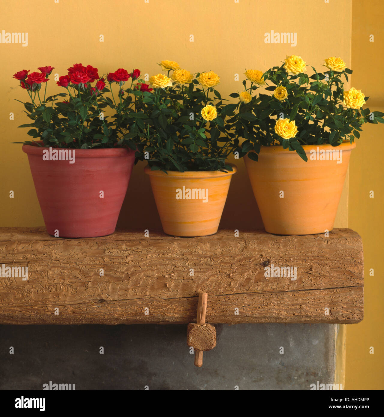 Close-up di giallo e rose rosse in terracotta dipinta su pots rustico scaffale di legno Foto Stock