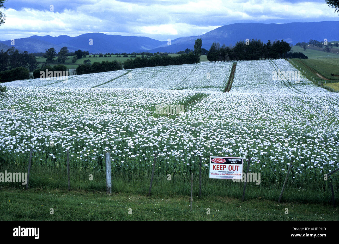 Papavero campo a Scottsdale, in Tasmania, Australia Foto Stock
