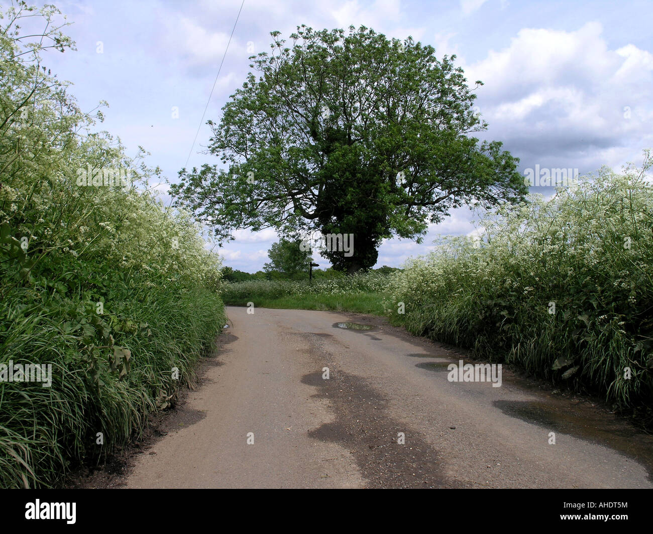 Ländliche Straße mit Eiche Essex REGNO UNITO Eiche mit Wegweiser Essex REGNO UNITO quercia con guidepost Essex Gran Bretagna Foto Stock