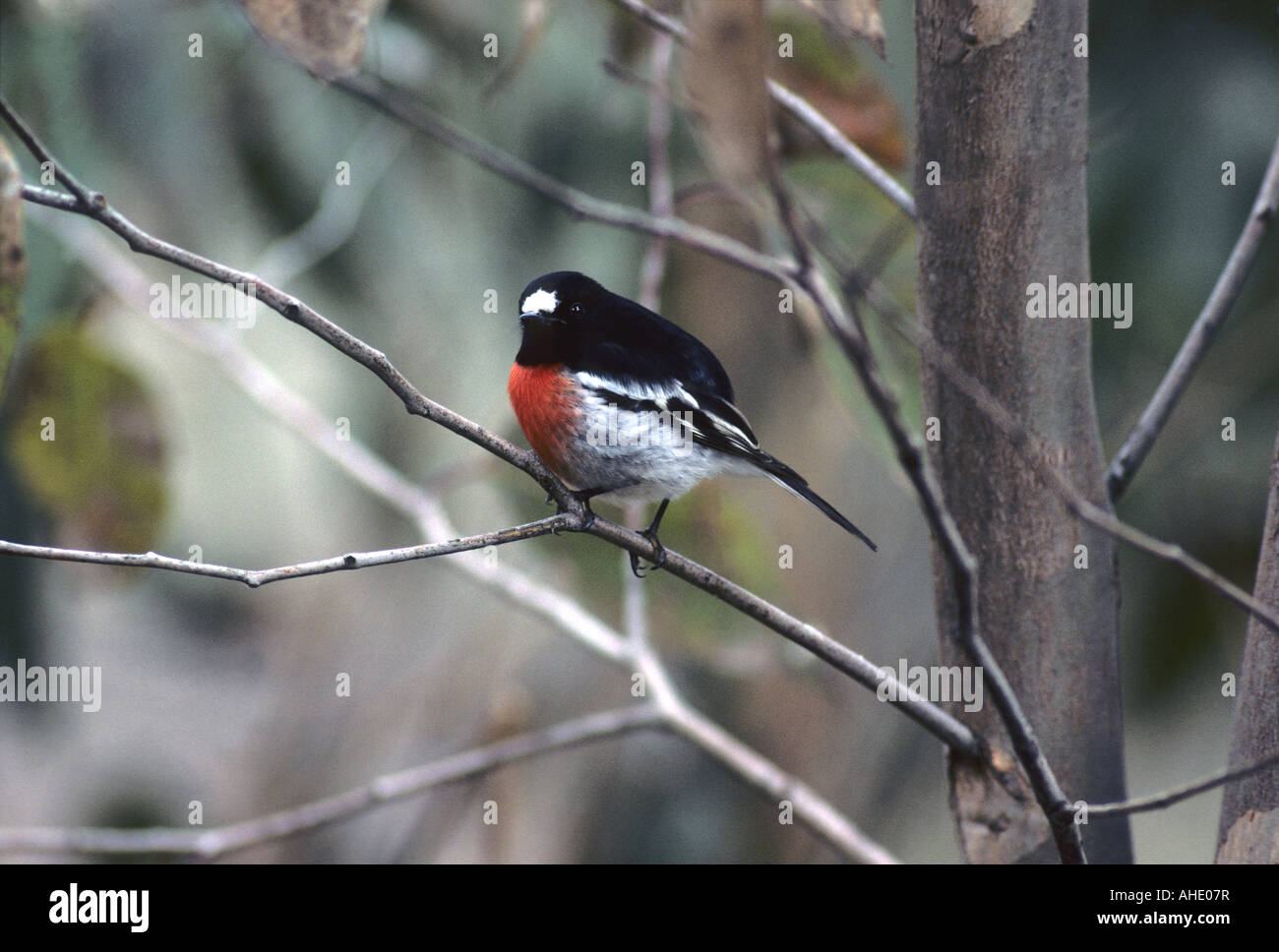 Maschio australiano Scarlet Robin- Petroica goodenovii Foto Stock