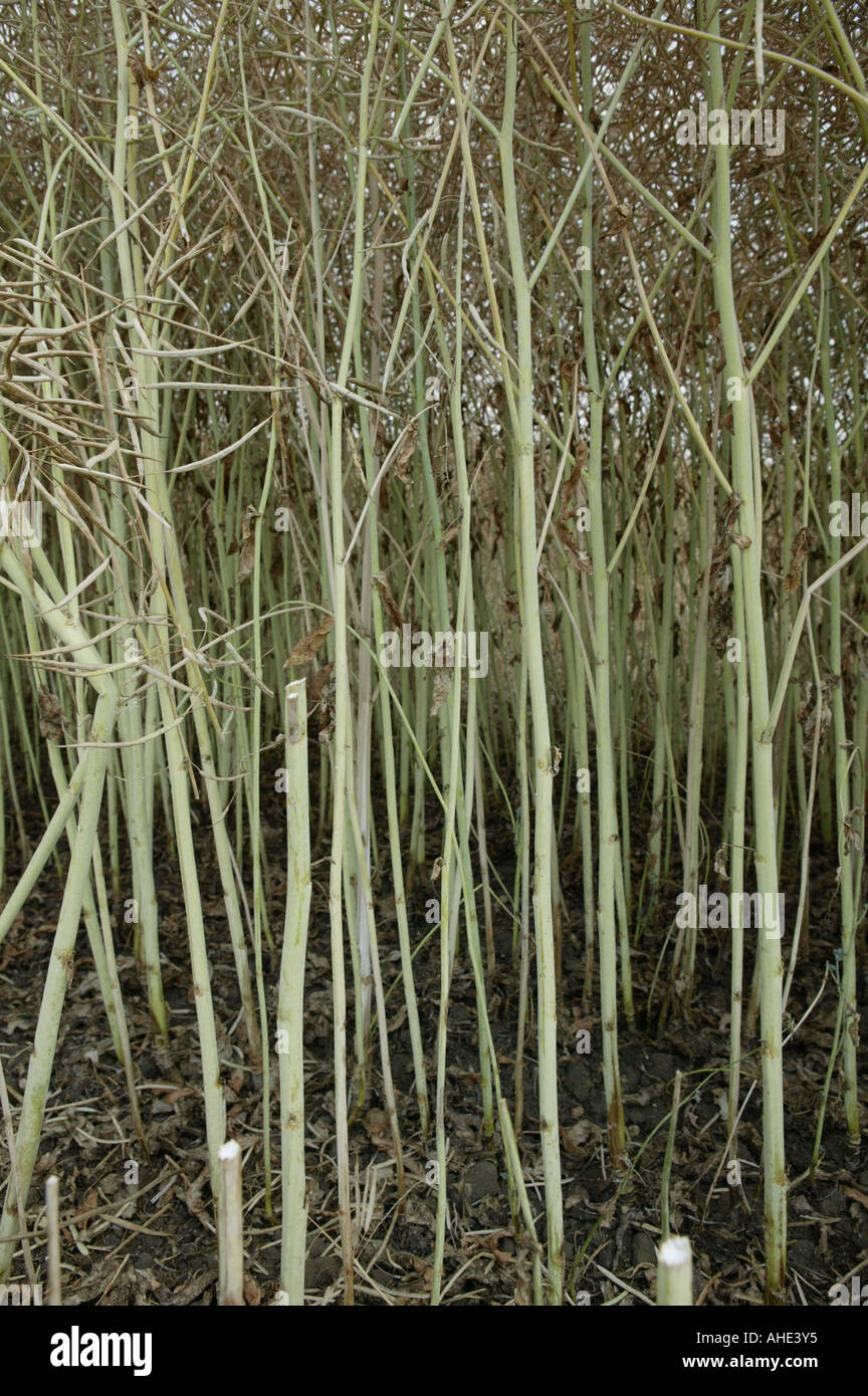 Sezione trasversale o all'interno di raccolto di olio di semi di colza che si trovano comunemente in settori europei dell'agricoltura Foto Stock