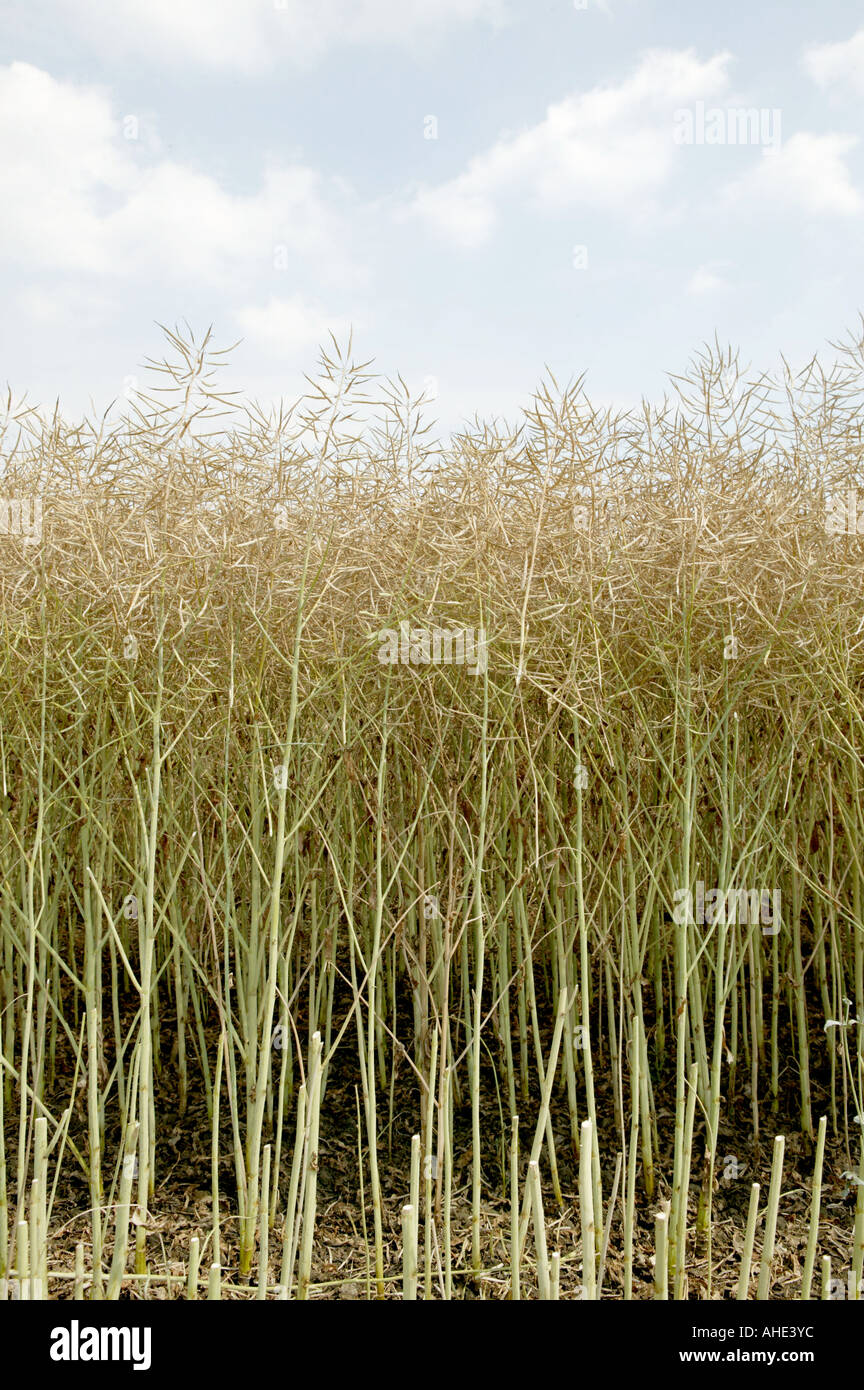 Sezione trasversale o all'interno di raccolto di olio di semi di colza che si trovano comunemente in settori europei dell'agricoltura con un cielo blu sullo sfondo preso in Foto Stock