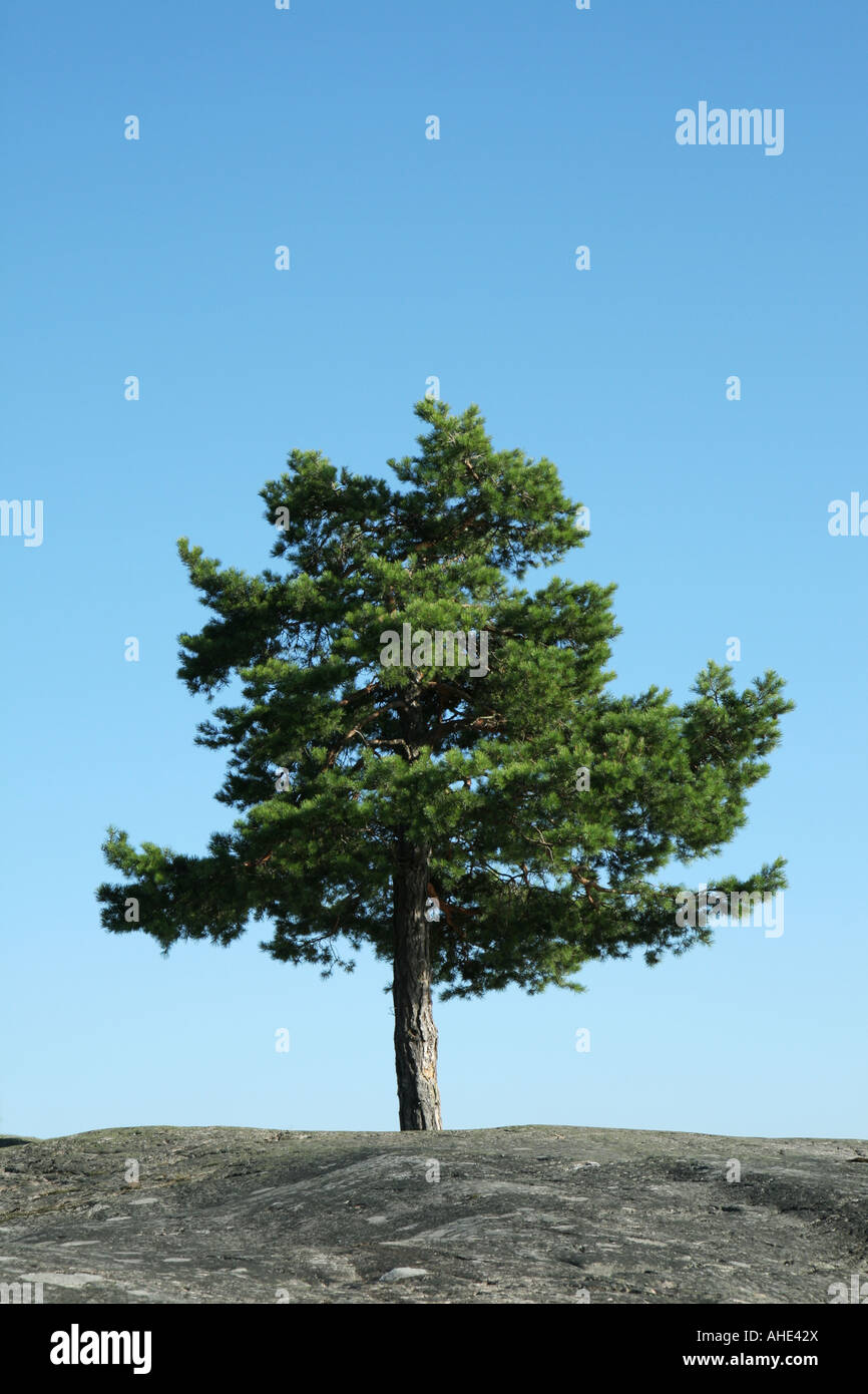 Piccolo pino crescente tra le rocce nel arcipelago svedese Foto Stock