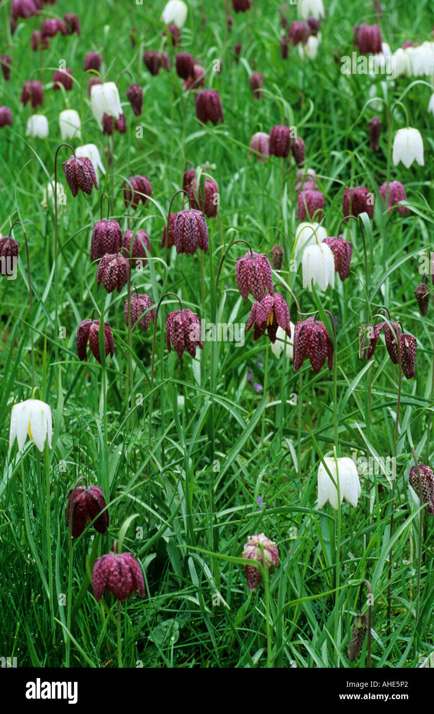 Fritillaria meleagris drift naturalizzato in erba Foto Stock