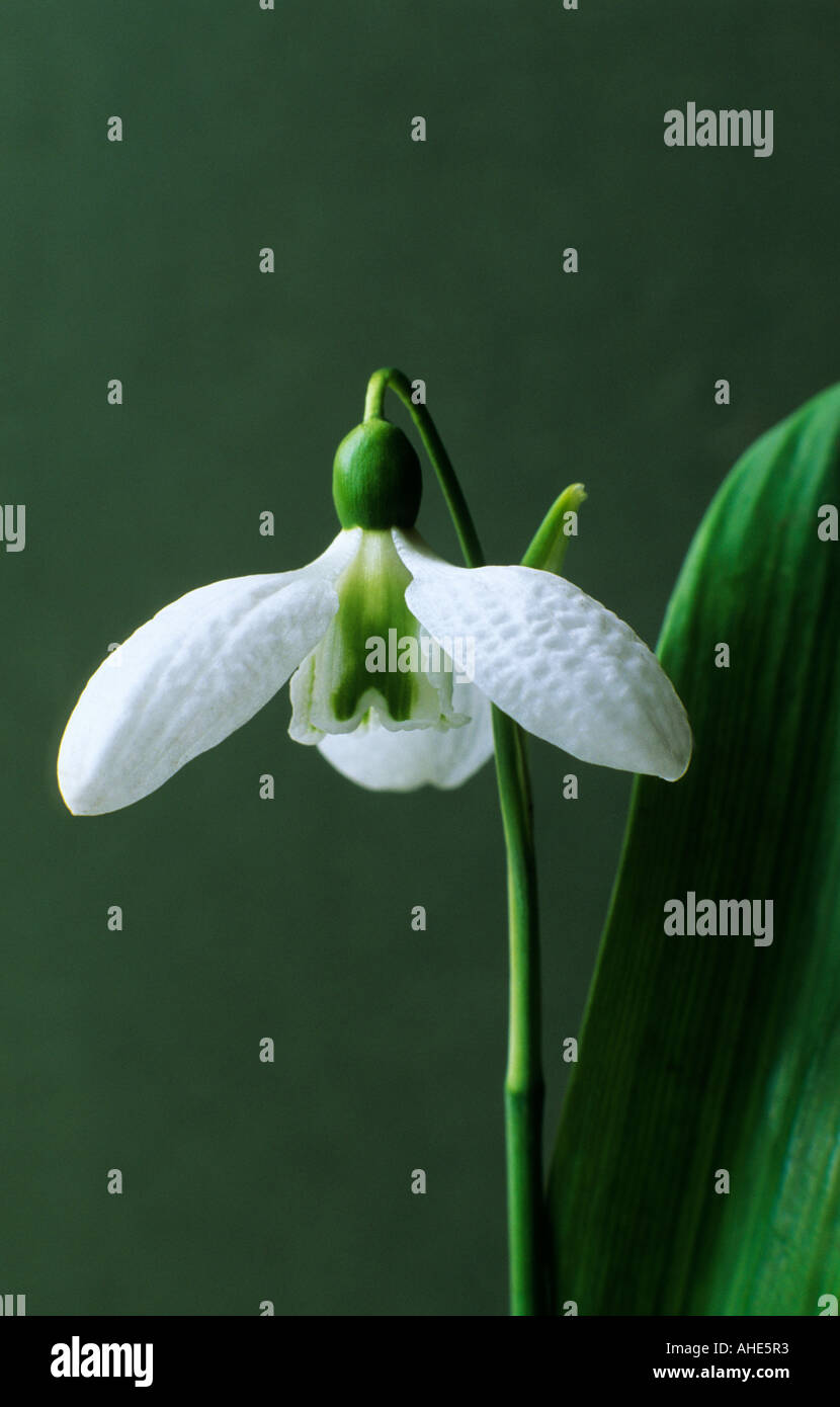 Galanthus Augusto, febbraio, inverno, fiore bianco snowdrop bucaneve Foto Stock