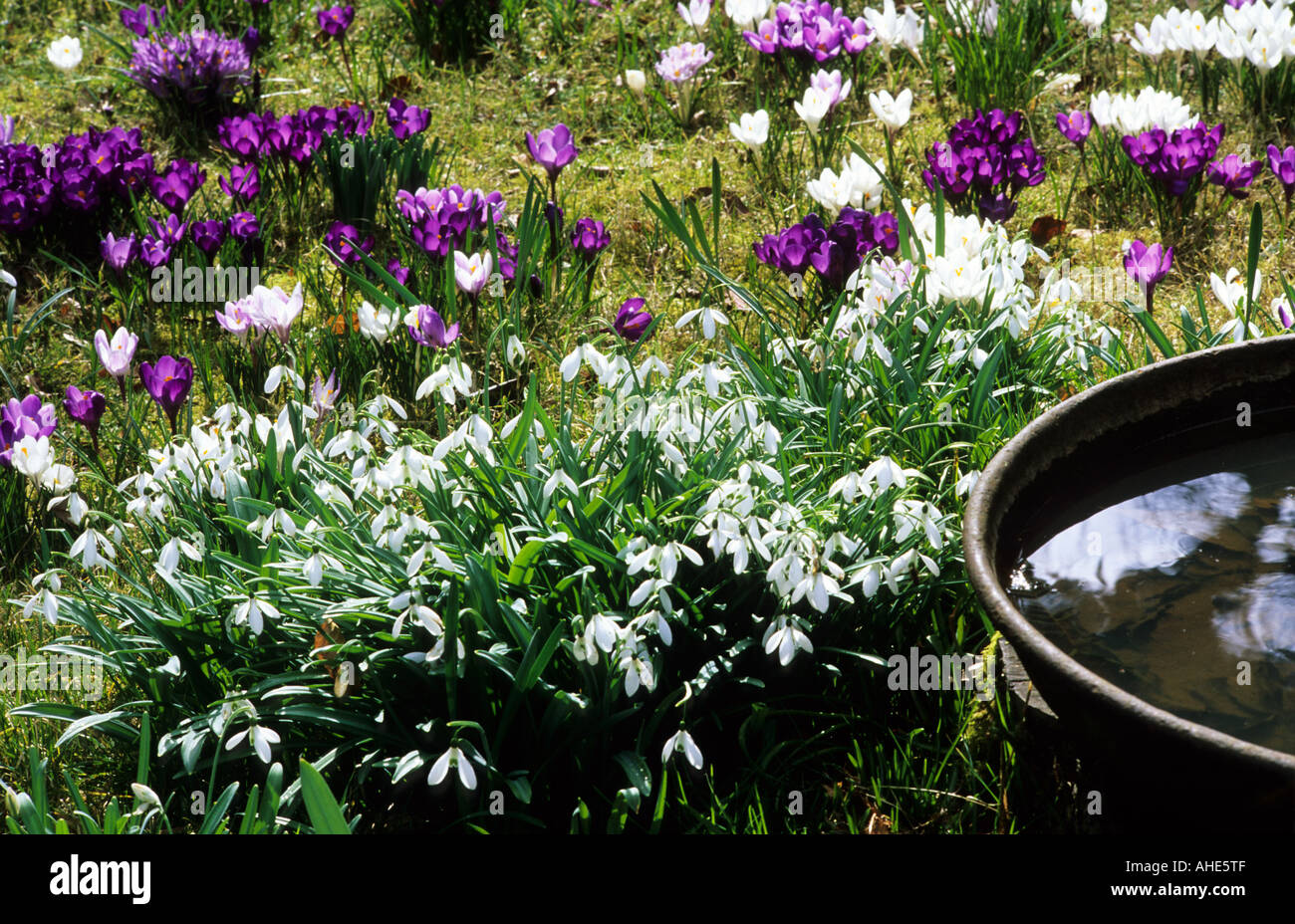 Galanthus e crocus in erba Bagno uccelli Foto Stock