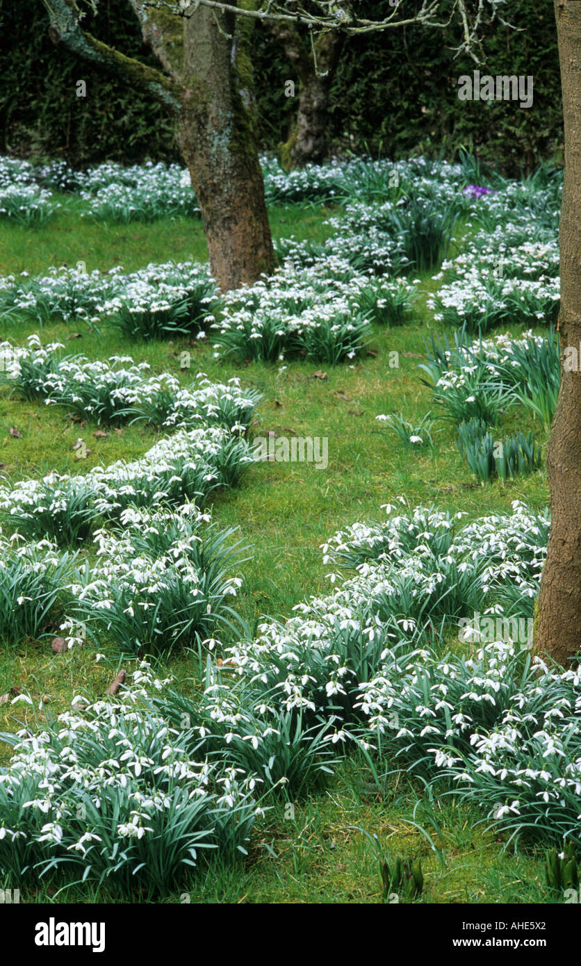 Galanthus nivalis in erba Foto Stock