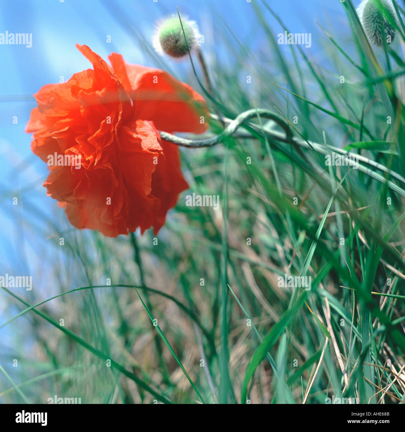 Il papavero dune di sabbia Alnmouth northumberland Foto Stock
