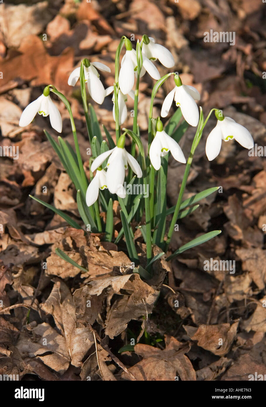 Bucaneve Galanthus Foto Stock