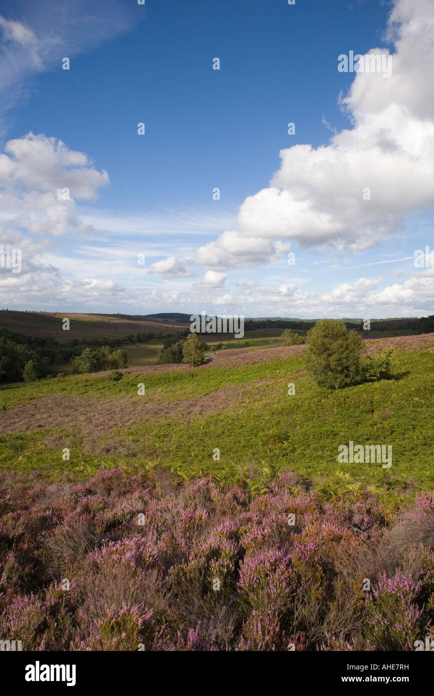 In estate sul comune di Rockford nuova foresta Hants UK Foto Stock