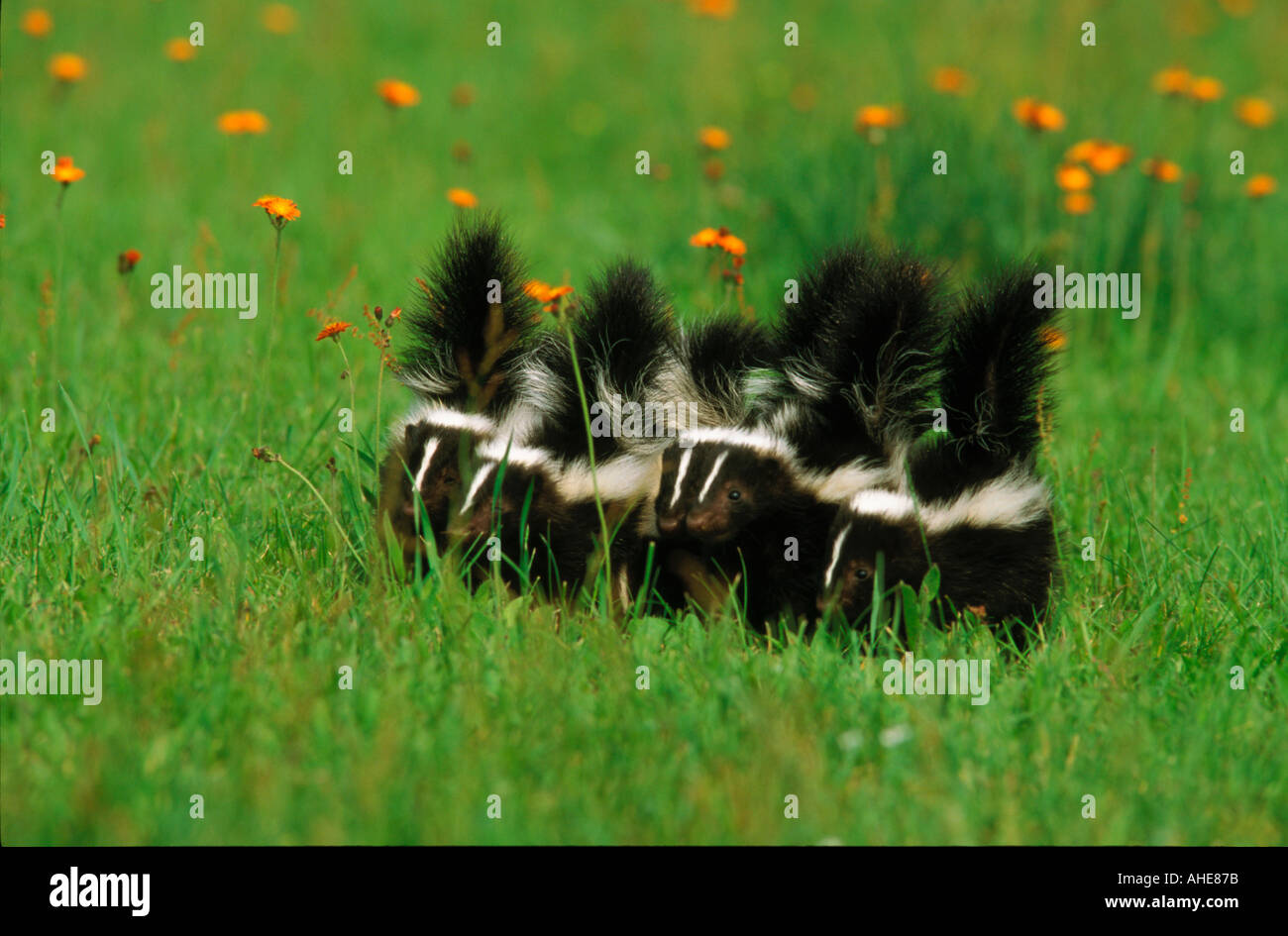 Skunk striato Mephitis mephitis Foto Stock