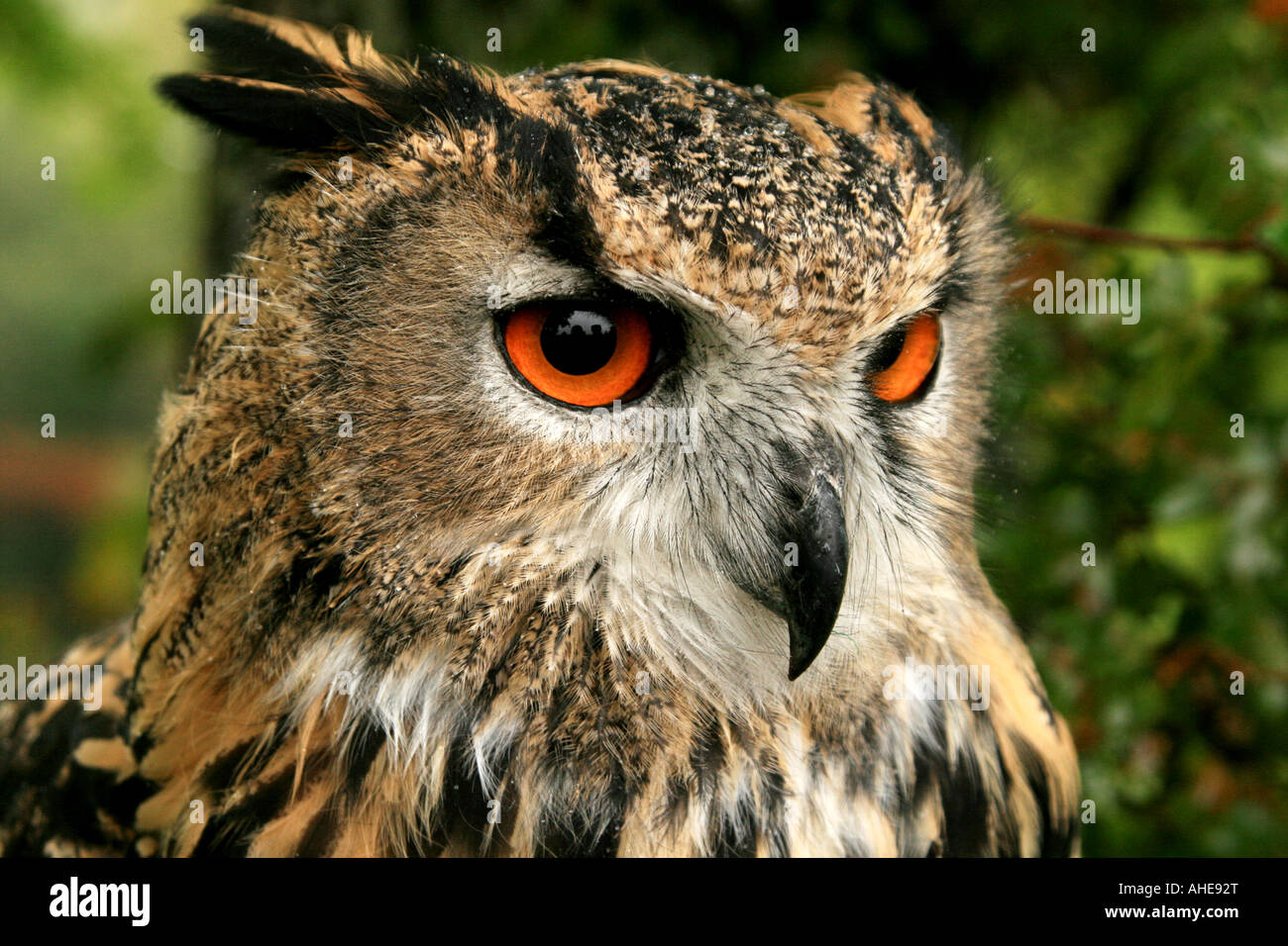 Ritratto di testa fotografia di un Europeo gufo reale (Bubo bubo ) Foto Stock