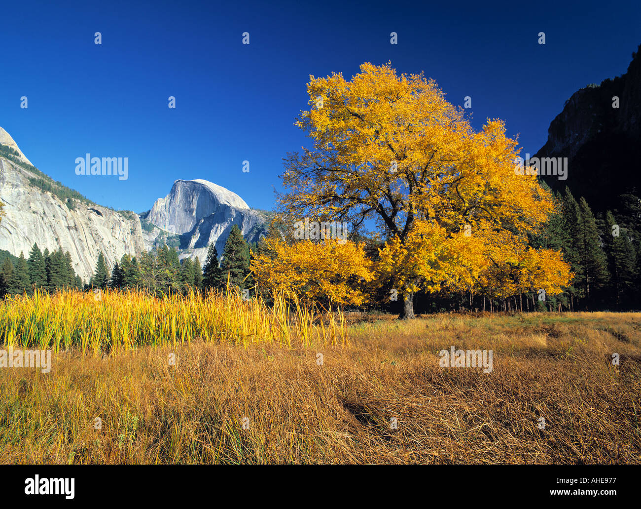 Half Dome, Yosemite National Park, California, Stati Uniti d'America Foto Stock