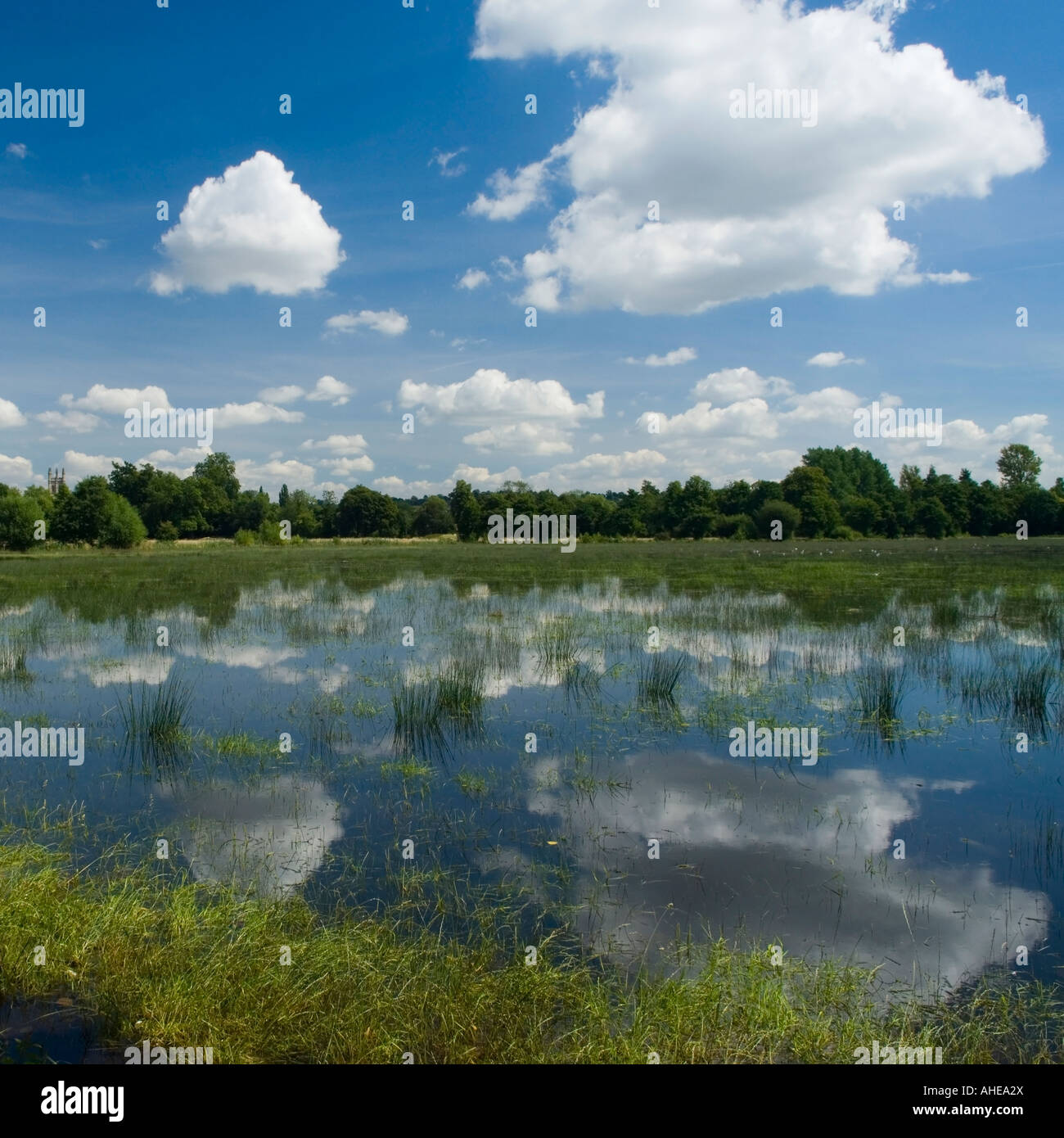 Allagato prato accanto al Fiume Tamigi in Oxford Oxfordshire England Regno Unito Foto Stock