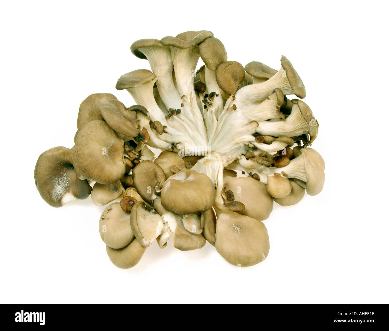 Pleurotus Oyster fungo Pleurotus ostreatus Asia per la cottura Foto Stock