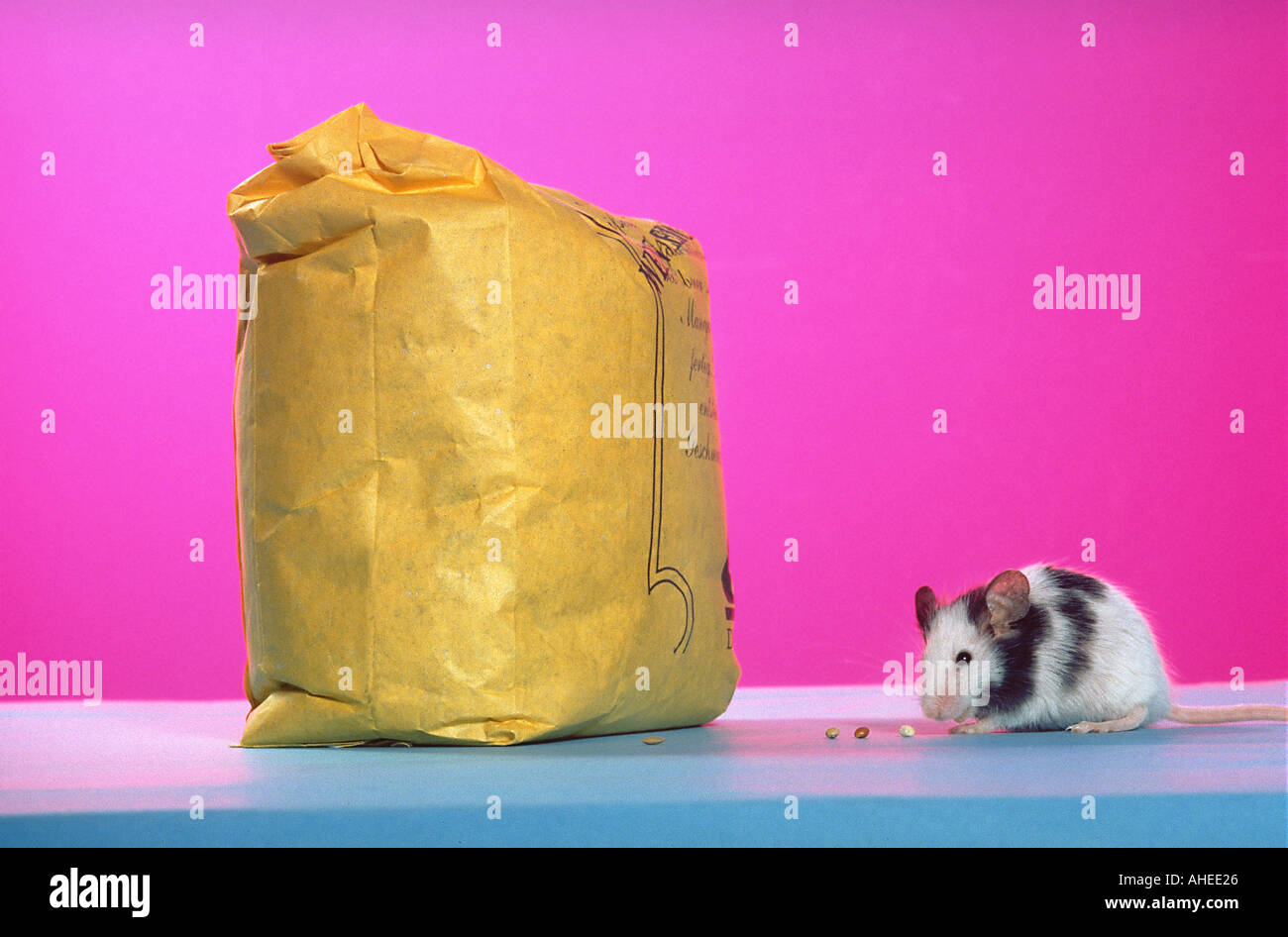Mouse mice mangiare tutti i calli striscia pic serie 1 di 9 ricerca miceONpink Foto Stock