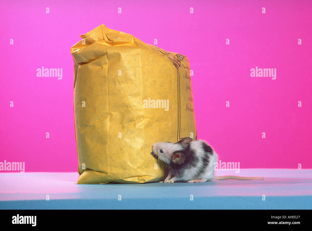 Mouse mice mangiare tutti i calli striscia pic serie 2 di 9 ricerca miceONpink Foto Stock