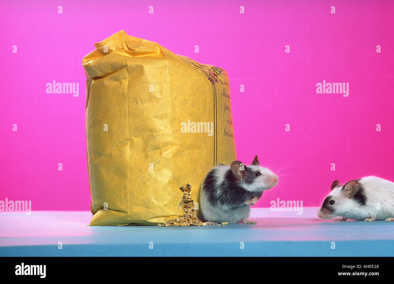 Mouse mice mangiare tutti i calli nastro serie pic 3 di 9 ricerca miceONpink Foto Stock