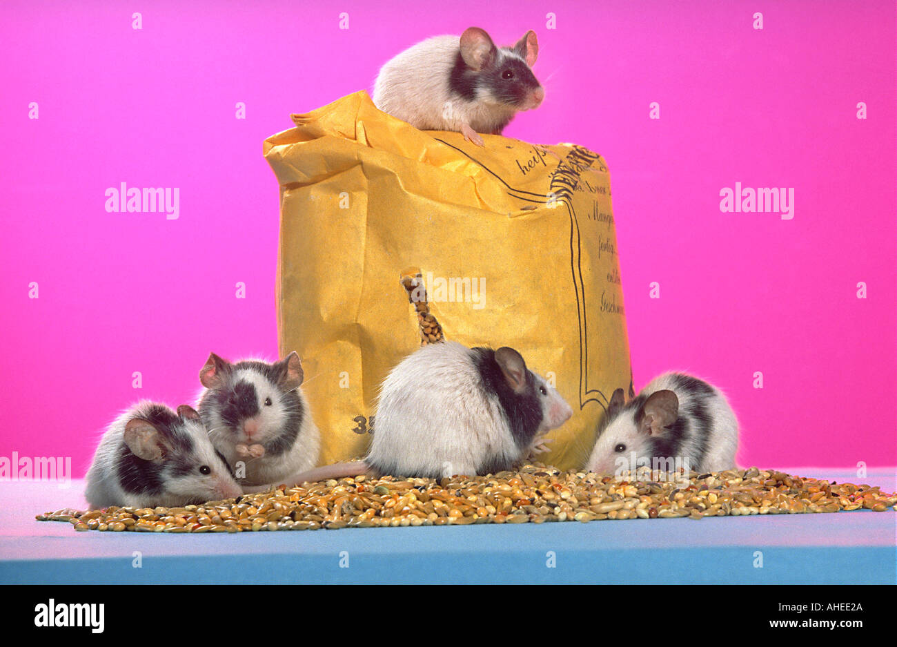 Mouse mice mangiare tutti i calli nastro serie pic 5 di 9 ricerca miceONpink Foto Stock