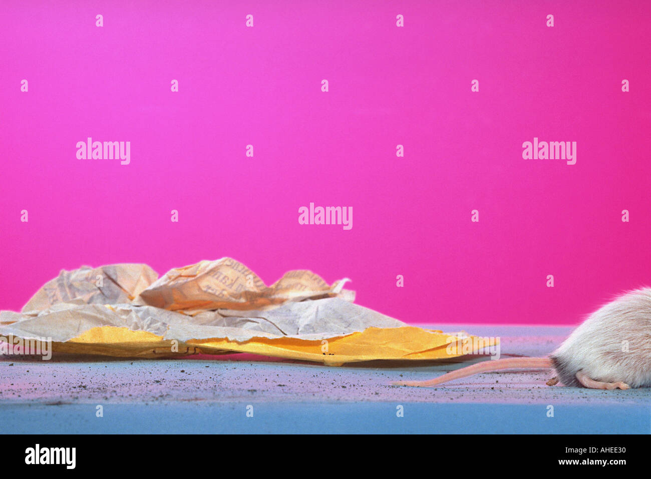 Mouse mice mangiare tutti i calli striscia pic serie 9 di 9 cerca miceONpink Foto Stock