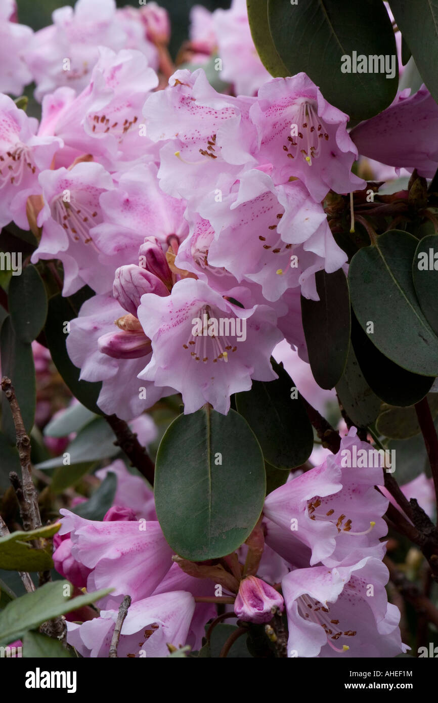 Rhododendron oreodoxa var fargesii Foto Stock