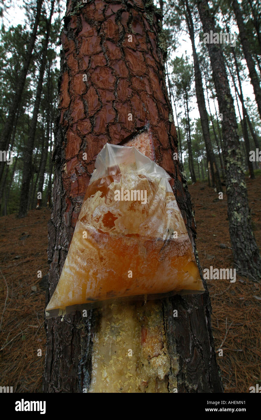 Gocciolamento di resina al di fuori di un albero di pino in una busta di plastica in una pineta plantation Portogallo Foto Stock