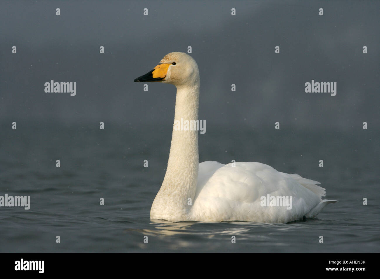 Whooper swan Cygnus cygnus Giappone Foto Stock