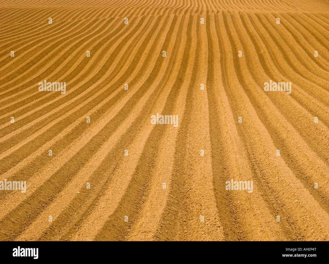 Le linee convergenti del solco in una fresca campo arato Foto Stock
