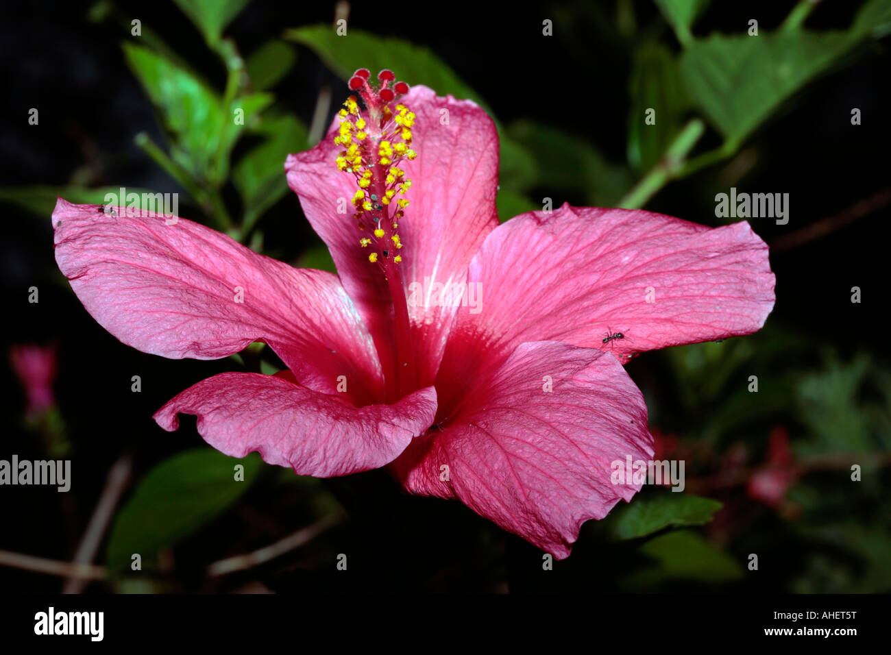 Rose di Cina Hibiscus ibridi e formiche nero- Hibiscus rosa-sinensis e Lasius niger Foto Stock